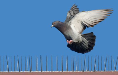 Aniket Bird Netting Nashik